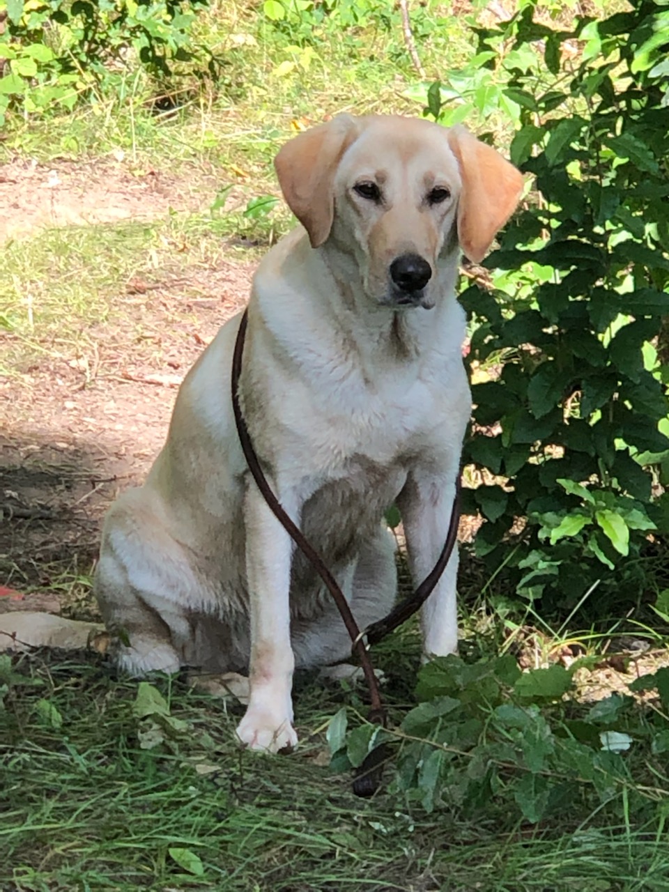 FTCH AFTCH Mjolnir's Astrid Of Davadar | Yellow Labrador Retriver