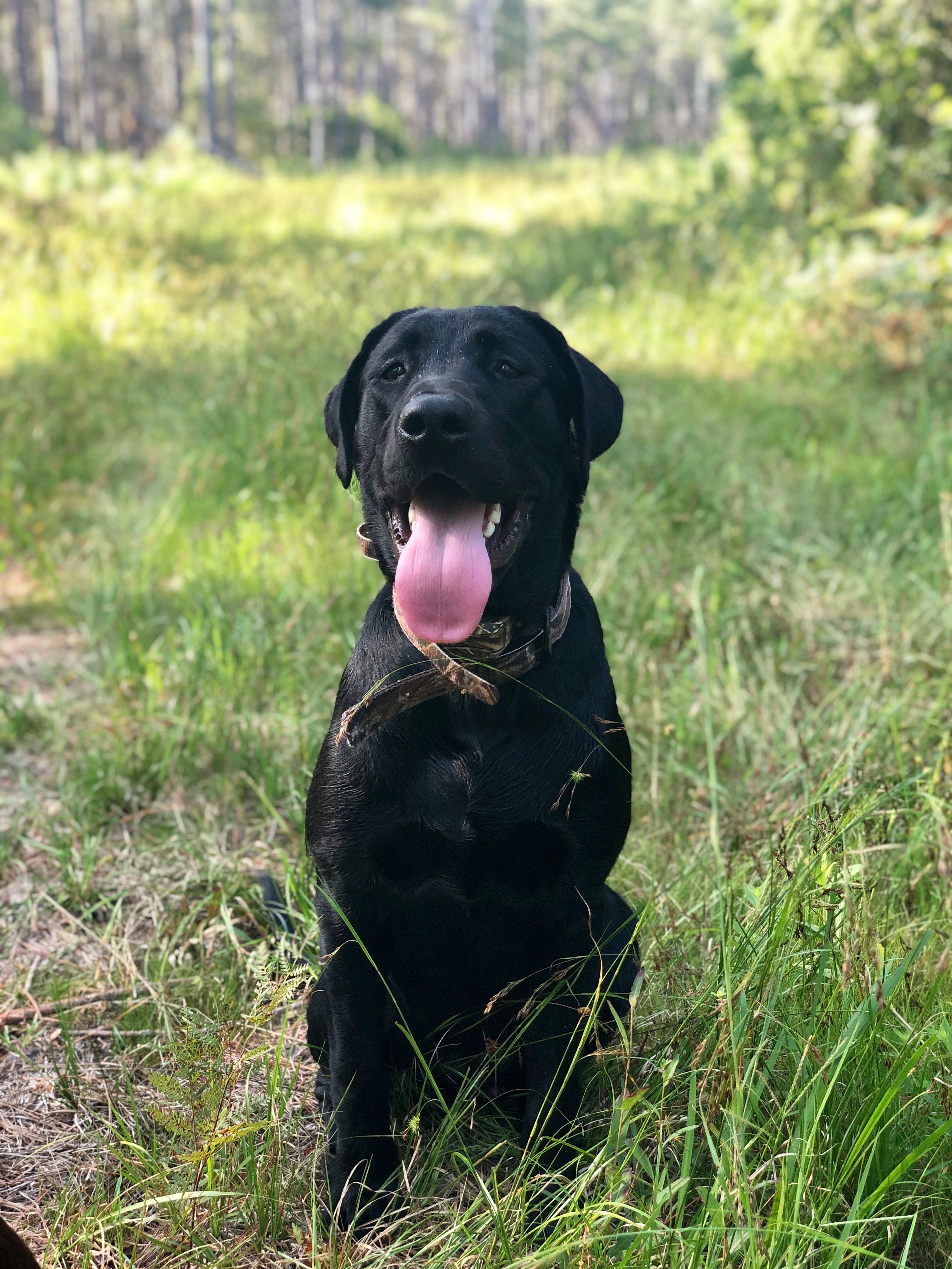 Triple Reed | Black Labrador Retriver