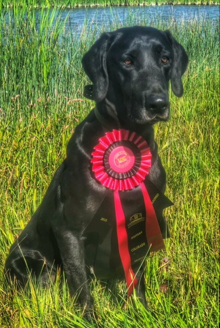 HRCH Marks A Lot Big Nosed Kate MH | Black Labrador Retriver