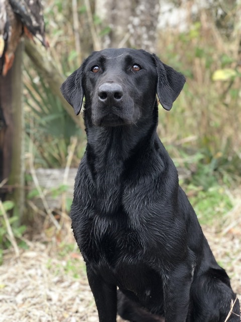 HRCH  Ocrs Rage-n-cajun | UNKN Labrador Retriver