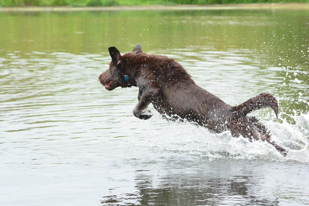 Tdks Bad To The Bone Of Lone Tree | Chocolate Labrador Retriver