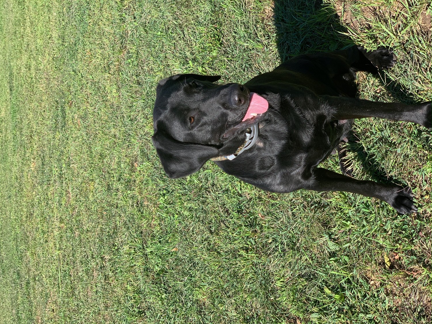 Shooters Lady Harper | Black Labrador Retriver