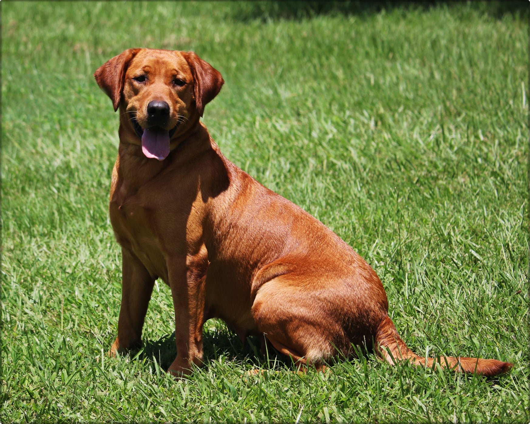 Annie Stotts | Yellow Labrador Retriver