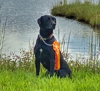 Artemis "the Huntress" Of Queen Annes SH | Black Labrador Retriver