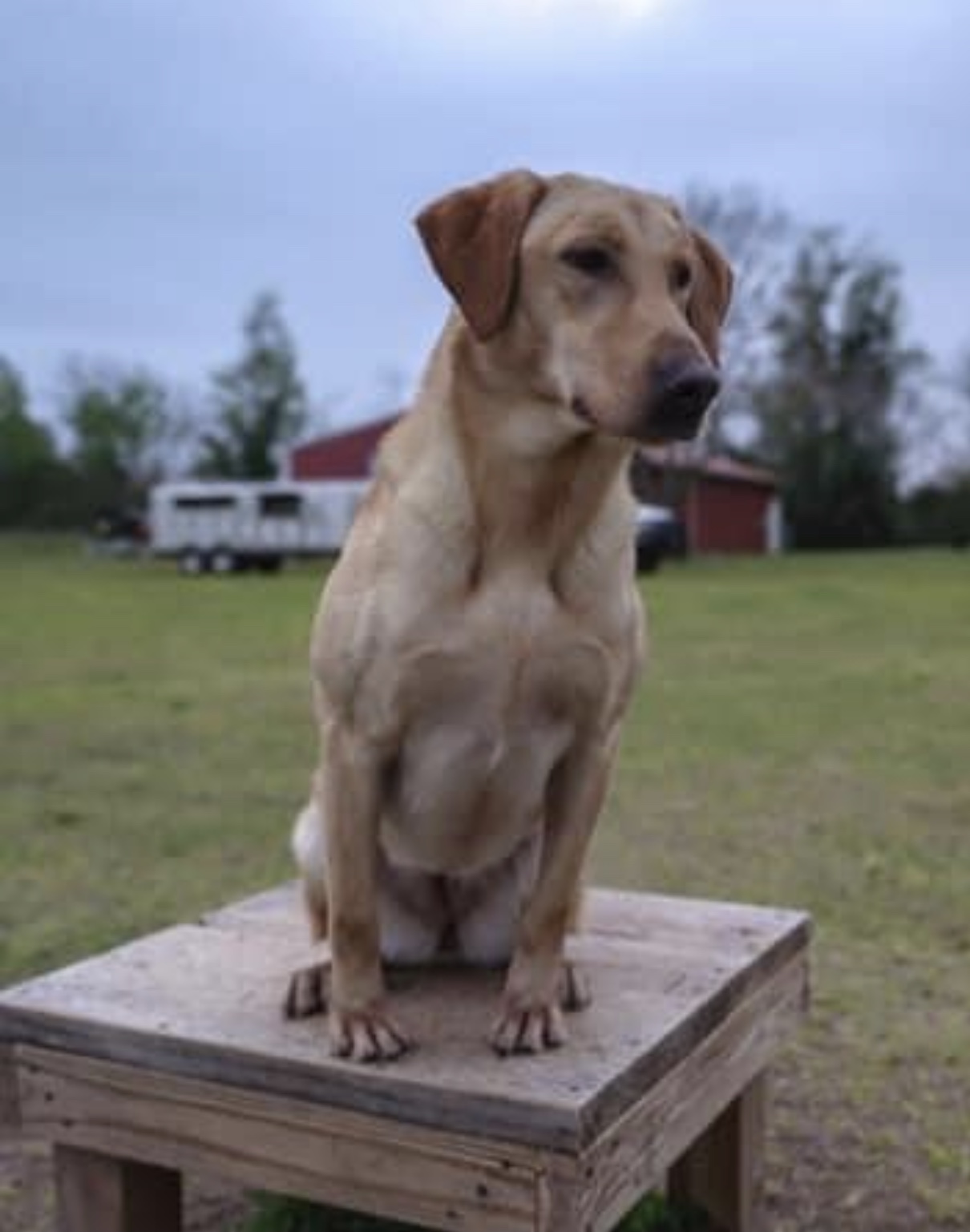 HR Hankins Prairie River Banks Lola | Yellow Labrador Retriver