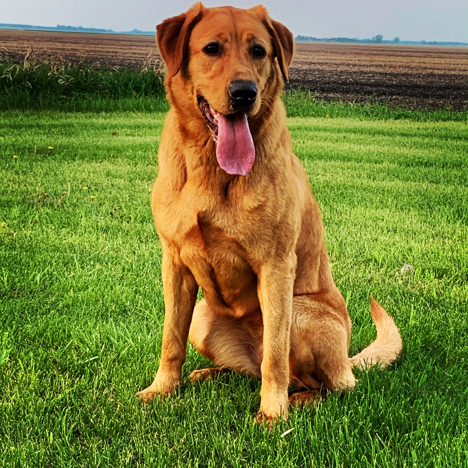 Lpk's Red Rover | Yellow Labrador Retriver