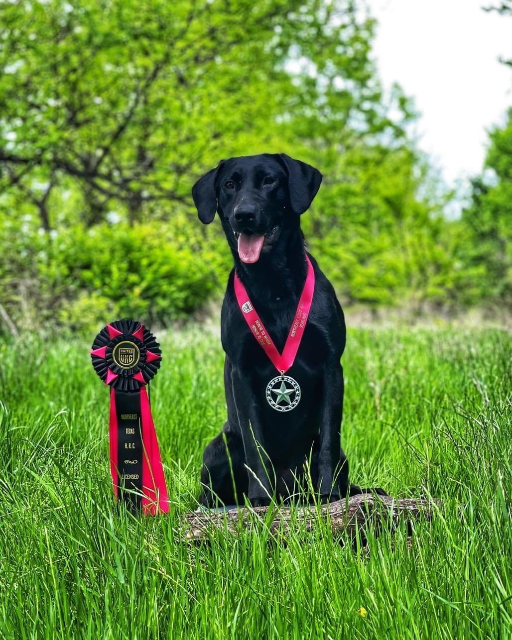 HR Mississippi Midnight Princess | Black Labrador Retriver