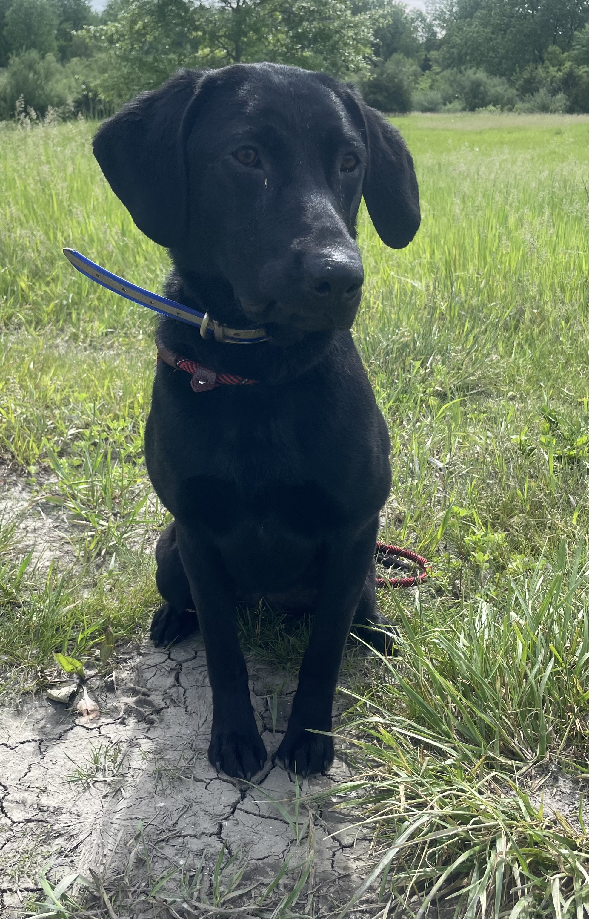 HR Mississippi Midnight Princess | Black Labrador Retriver