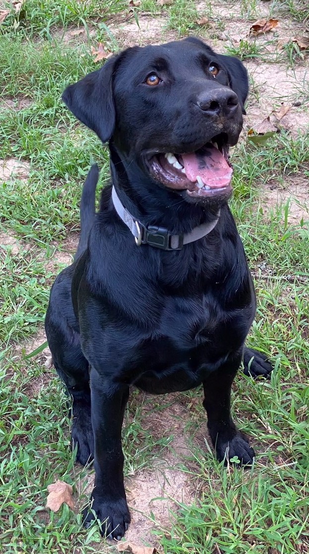 Clear Creeks Performance Power | Black Labrador Retriver