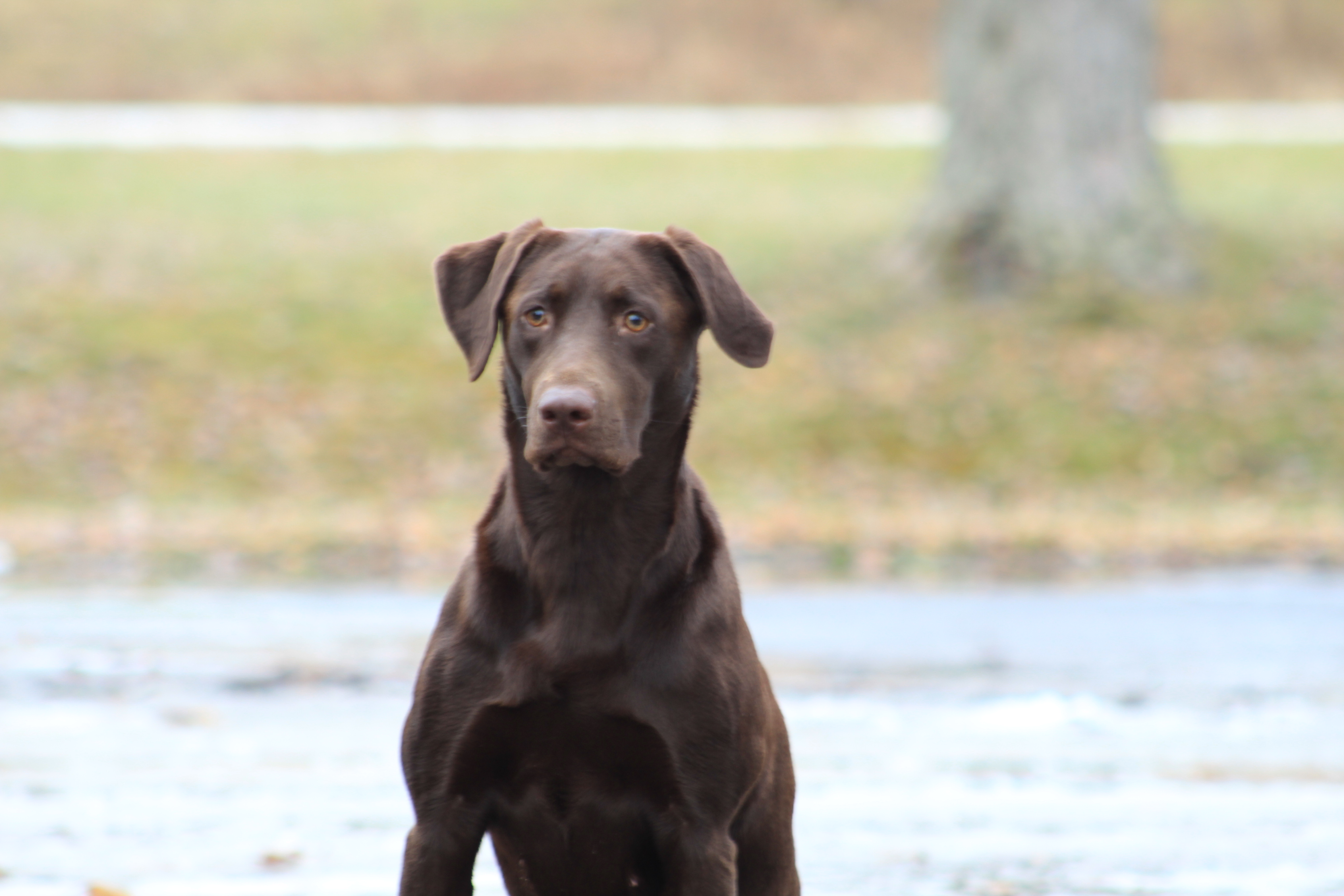 HRCH Mudgett Island Sweet Carolina Whiskey MH | Chocolate Labrador Retriver