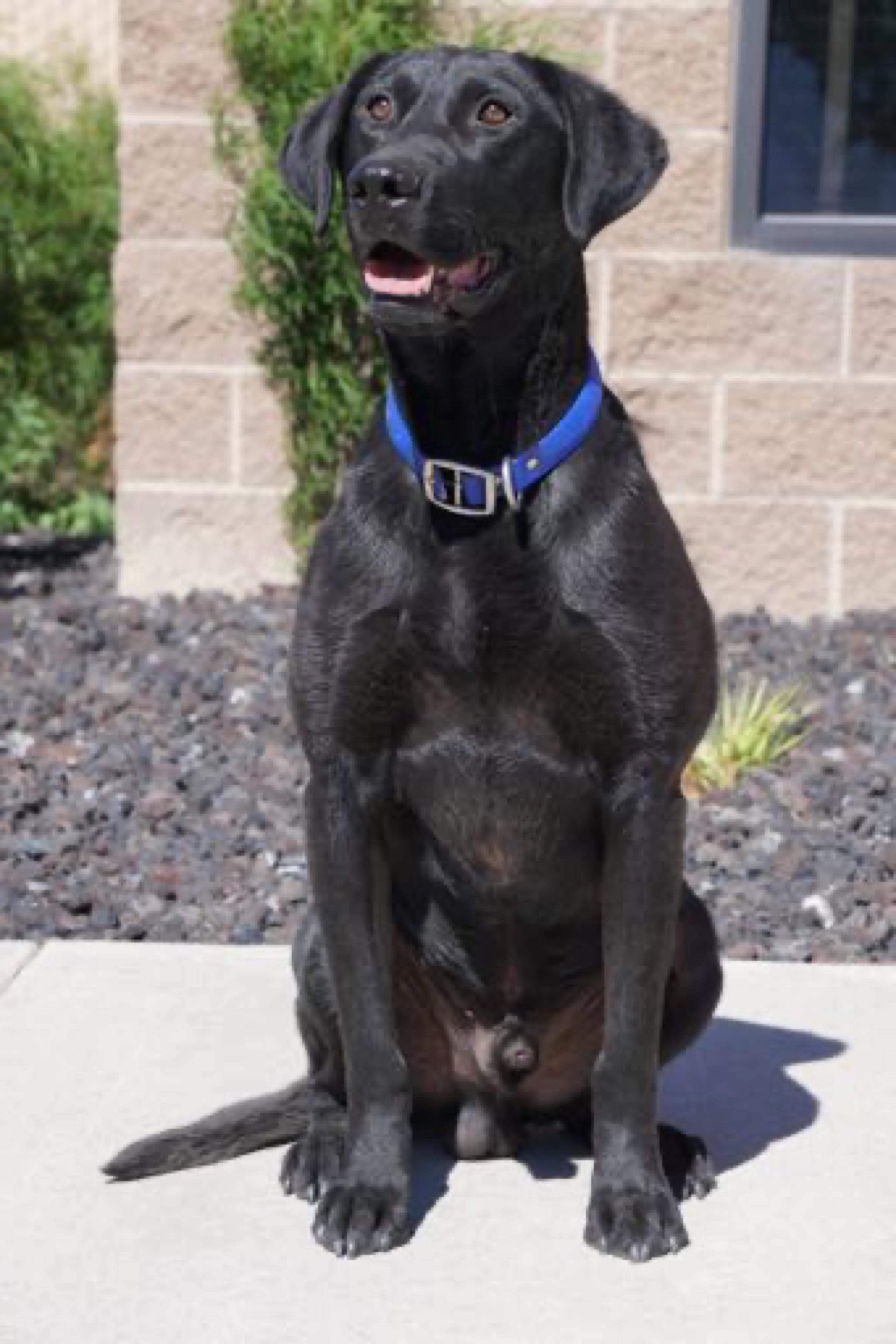 Russell's Duke Iii | Black Labrador Retriver