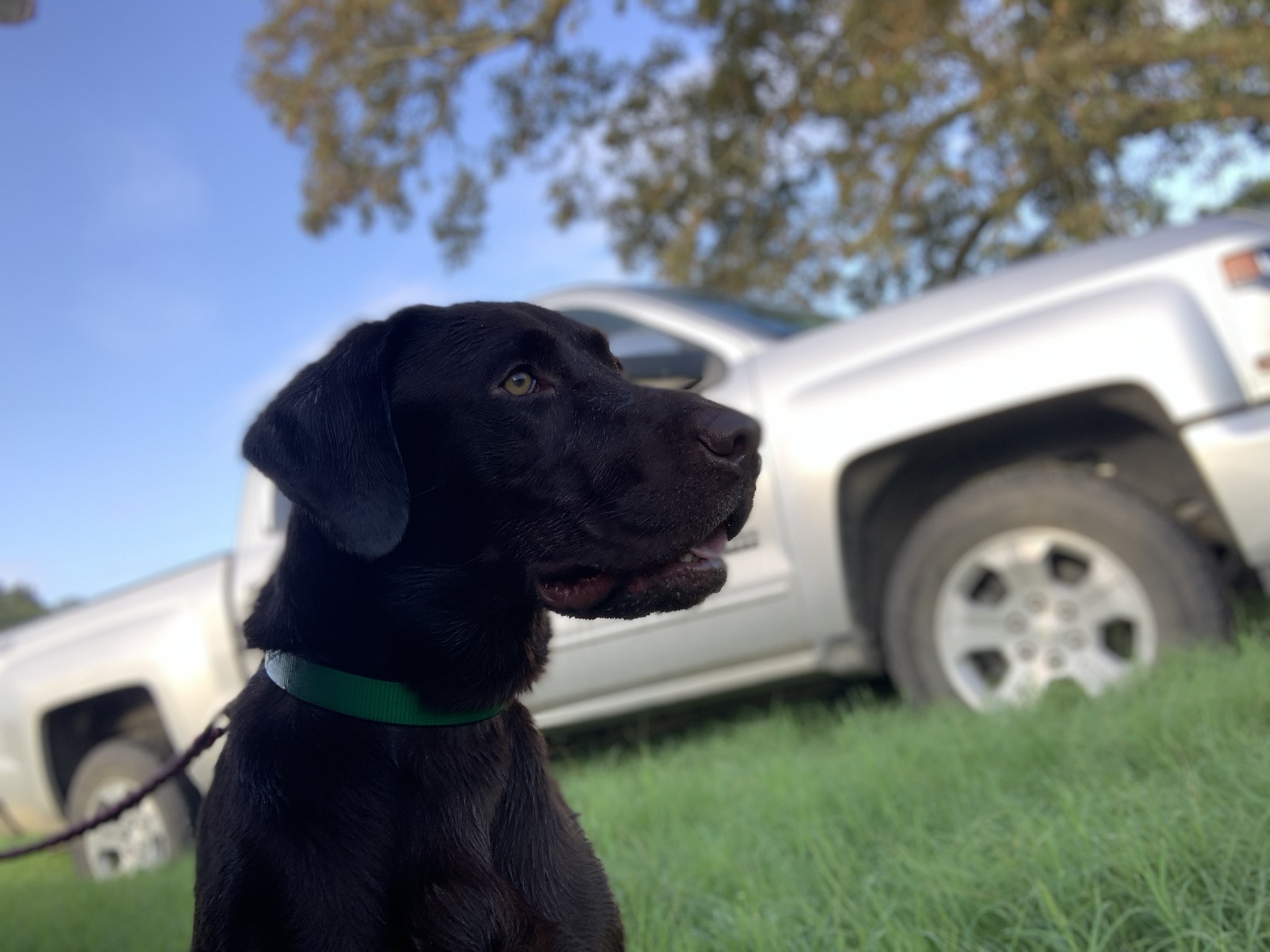 SHR Cuda’s Bayou Bones Cajun Amigo | Chocolate Labrador Retriver