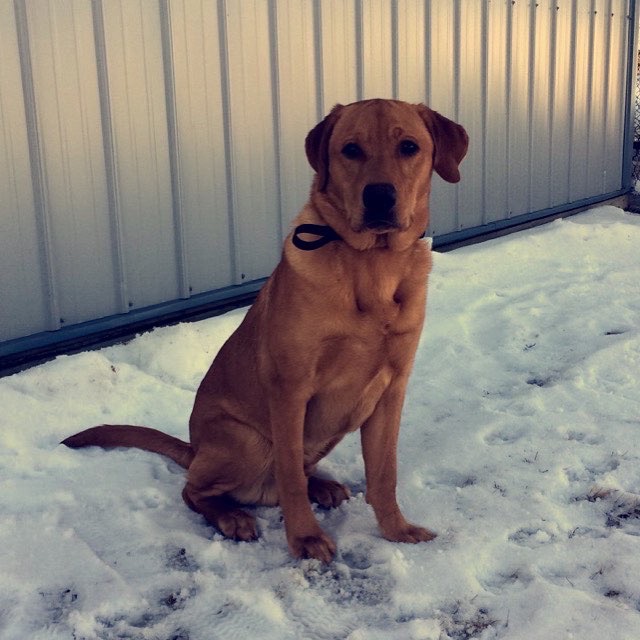 THE-MR.BOONE.DANIEL | Yellow Labrador Retriver