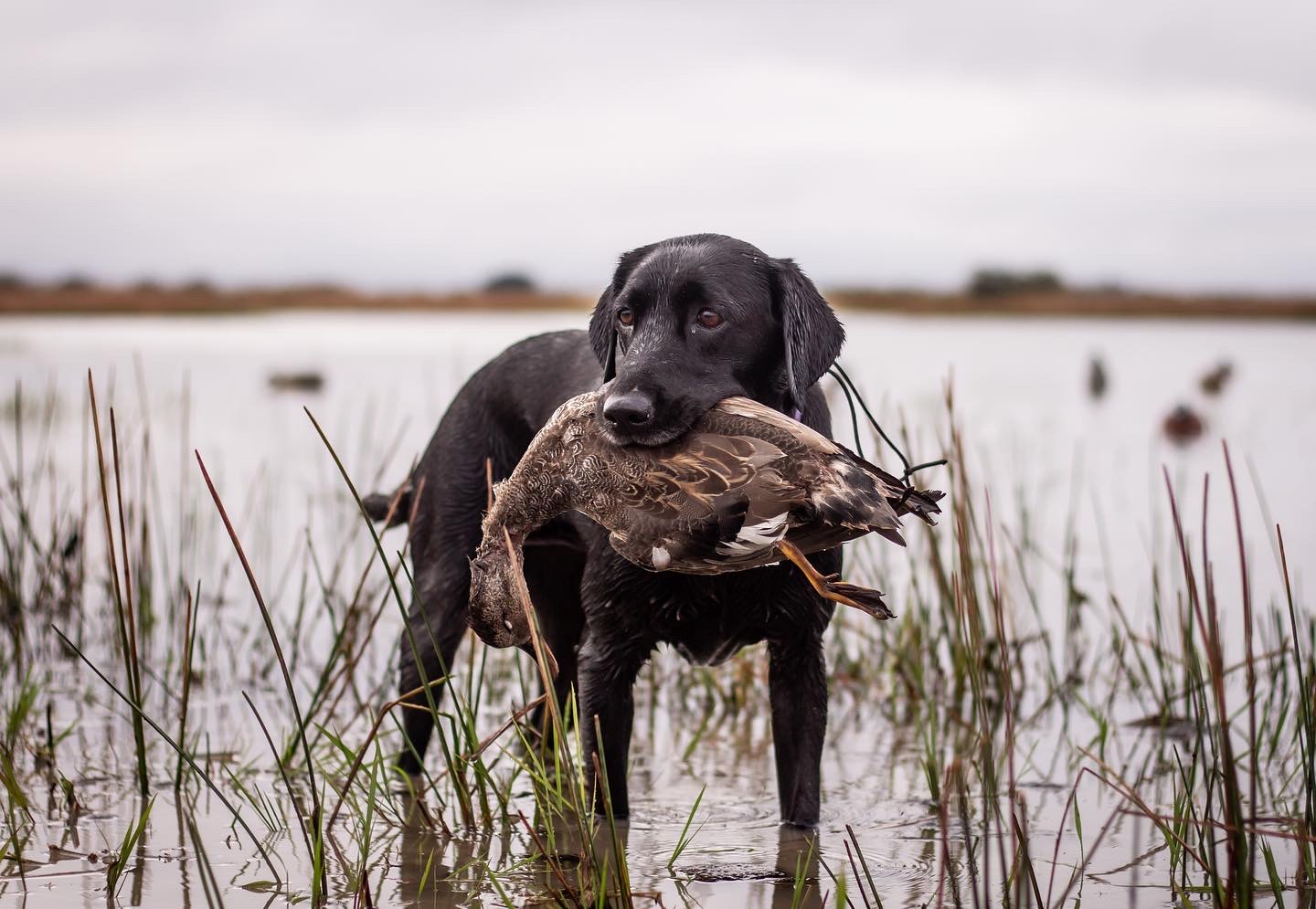 Burson's Ray Of Sunshine JH TKI | Black Labrador Retriver