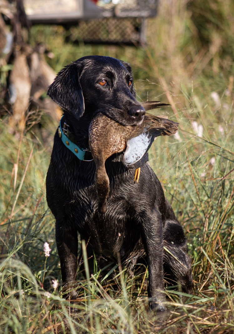 Burson's Ray Of Sunshine JH TKI | Black Labrador Retriver