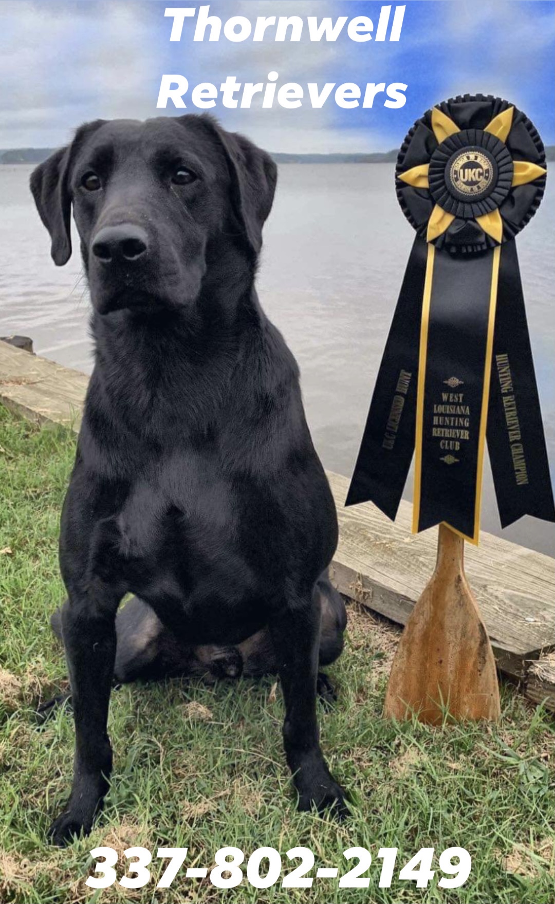 HRCH  BCR’s New Kid On The Block MH | Black Labrador Retriver