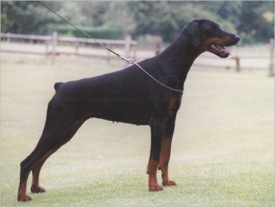 Gravin Esri Evita v. Neêrlands Stam | Black Doberman Pinscher