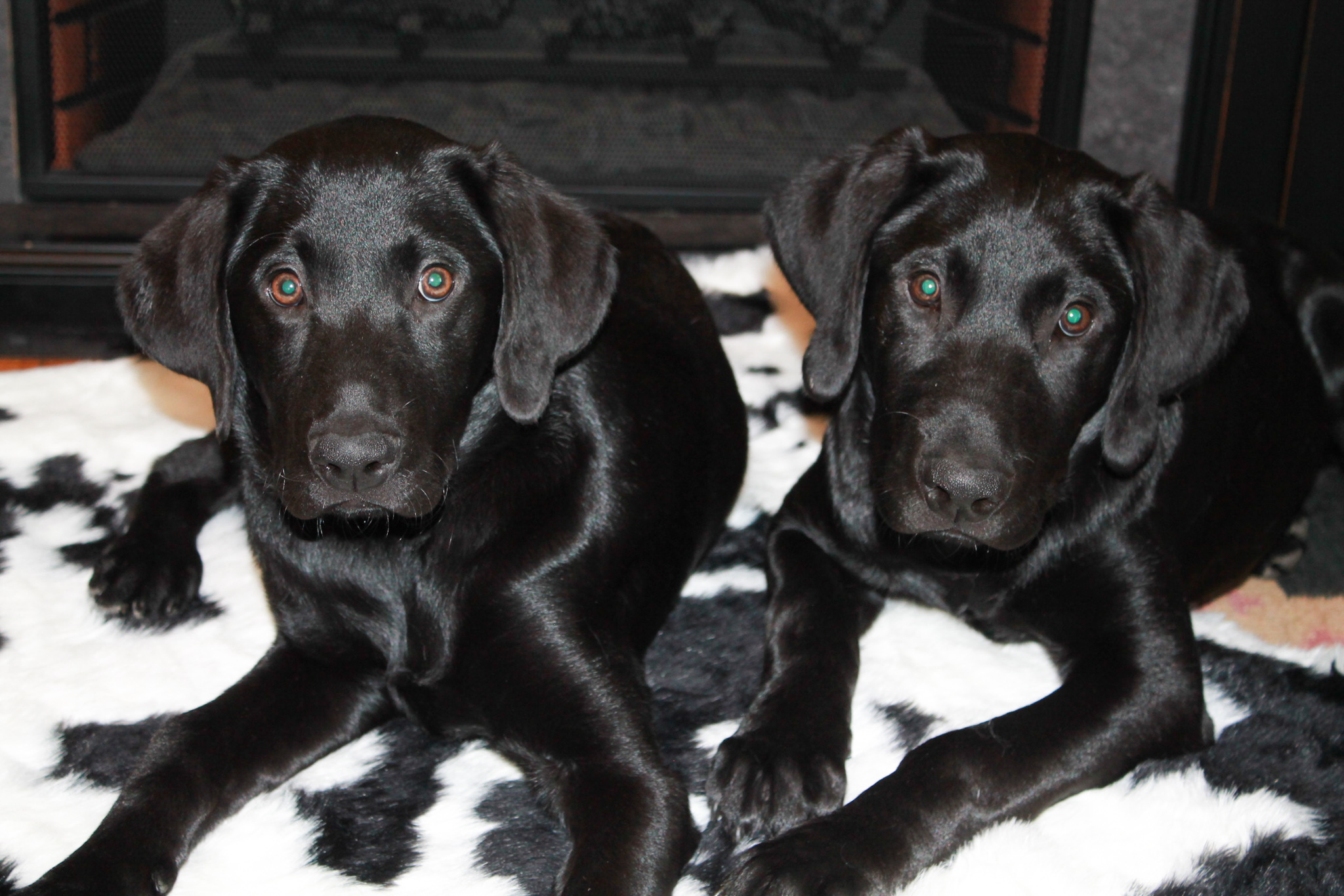 Hillcrest Cut A Twig | Black Labrador Retriver