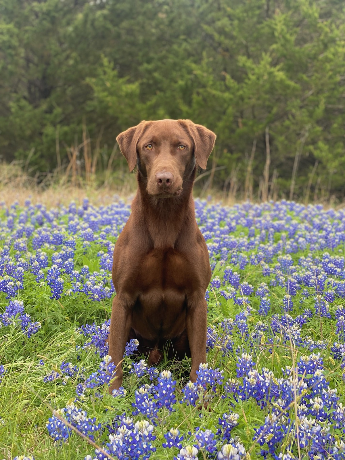 Contender's Smash Mouth | Chocolate Labrador Retriver