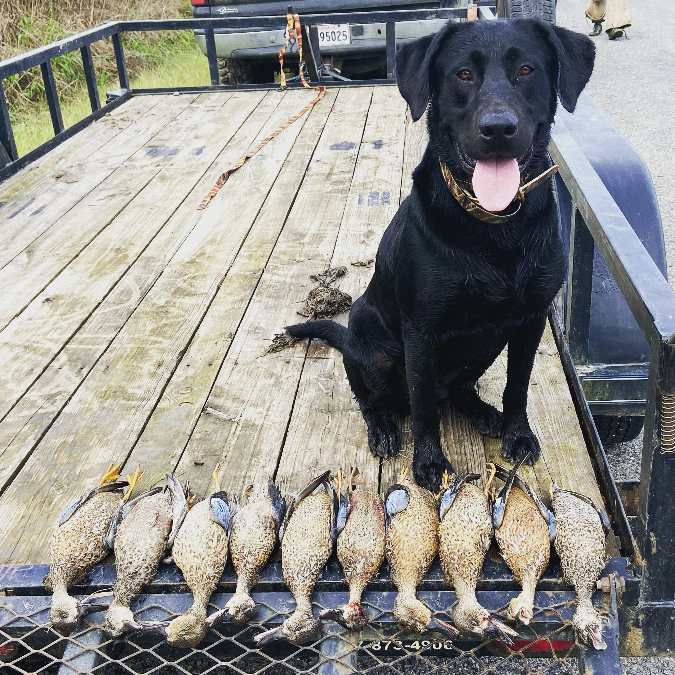 Arrington’s Sunday Morning Juice | Black Labrador Retriver