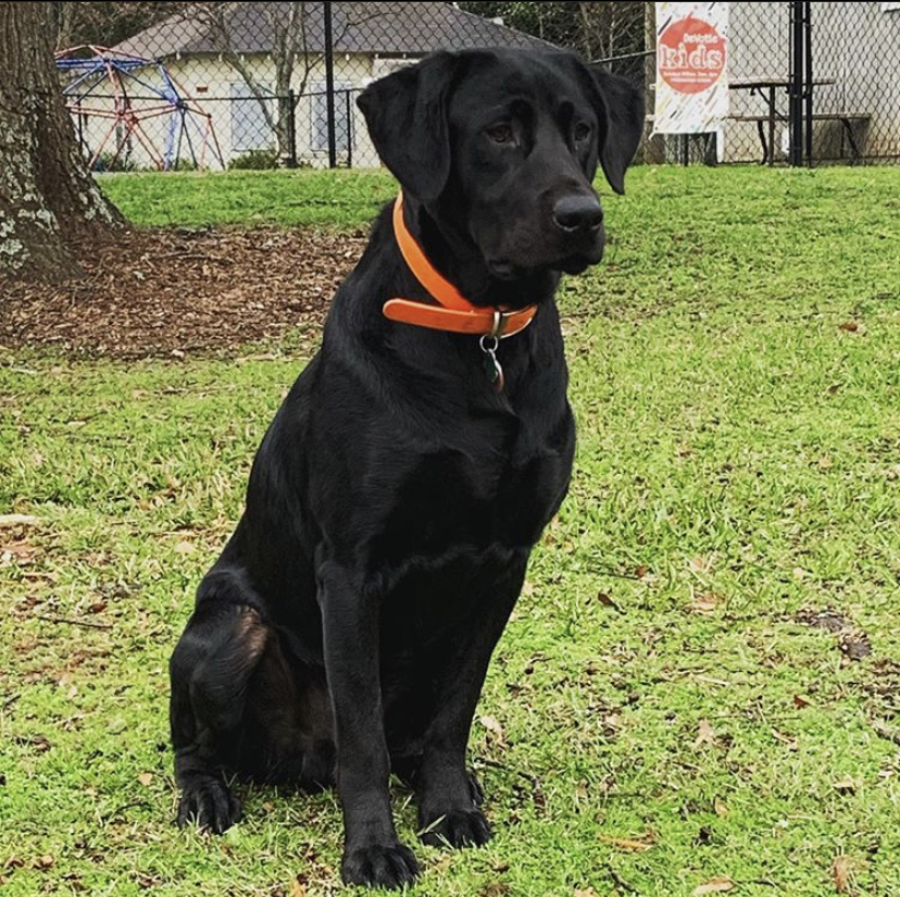 Arrington’s Sunday Morning Juice | Black Labrador Retriver