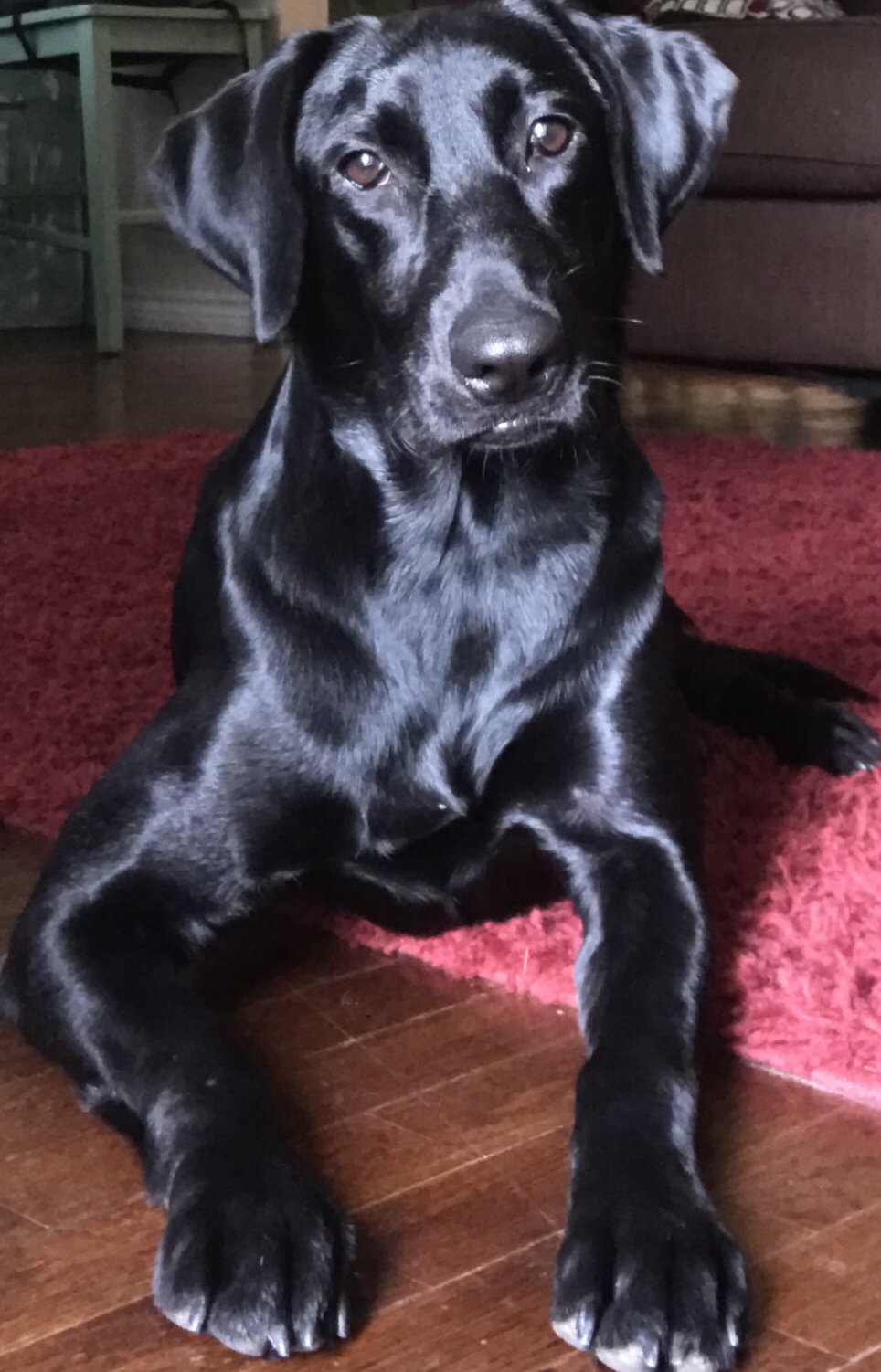 Mcelduff’s Allie MH | Black Labrador Retriver