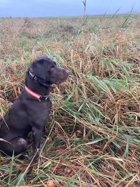 APR  Coteau Views Kota | Chocolate Labrador Retriver