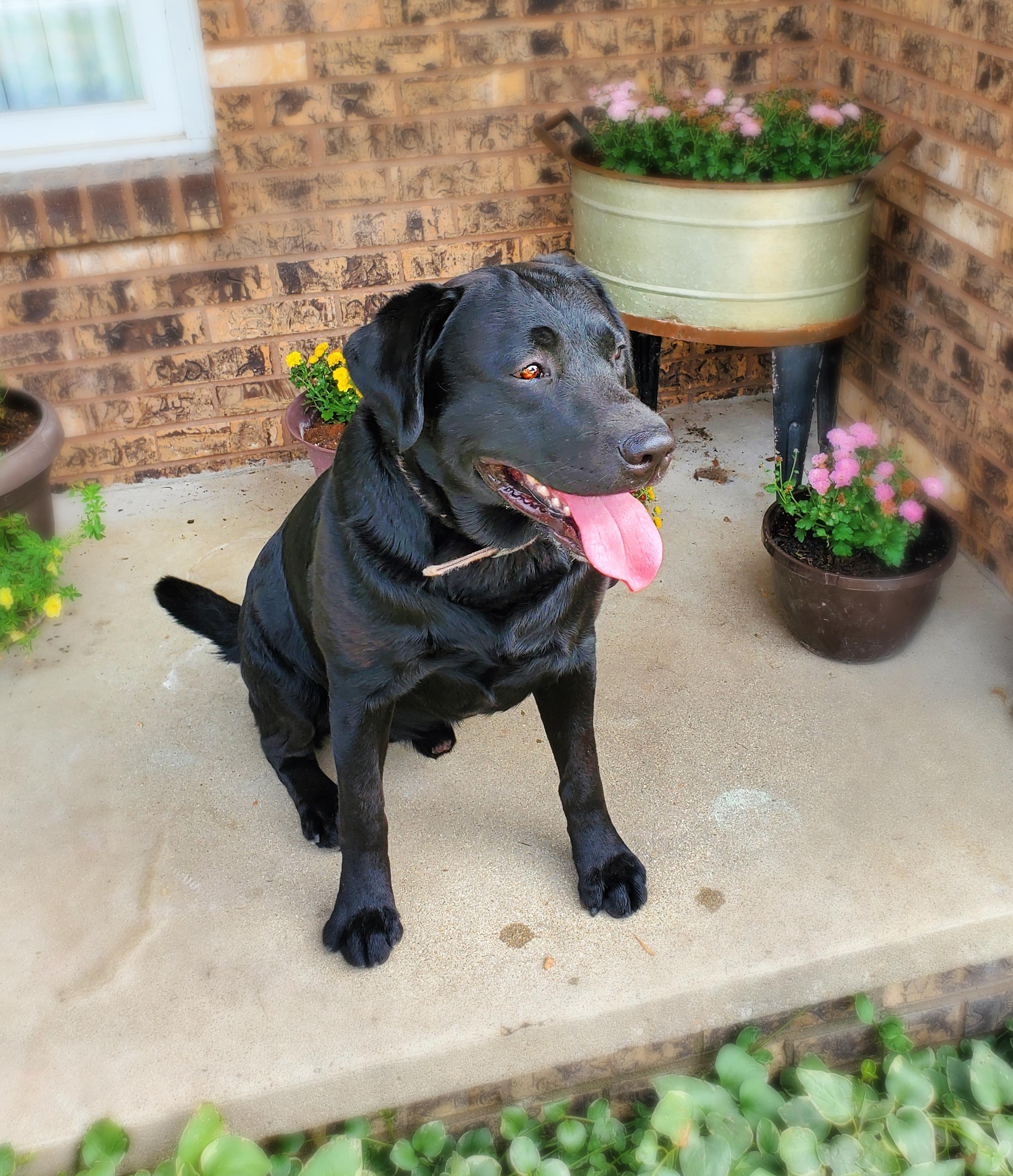 Gischer's Ace | Black Labrador Retriver