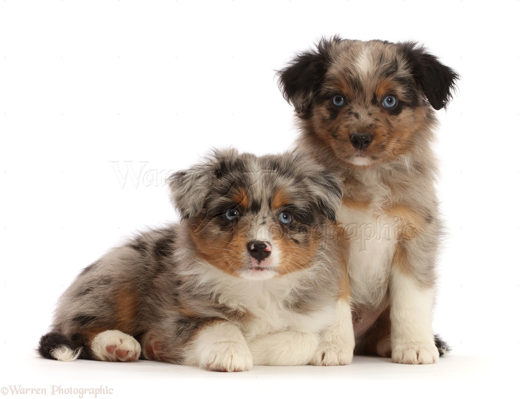 Miniature American Shepherd
