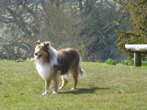 Lamtara Golden Spritzer | Rough Collie 