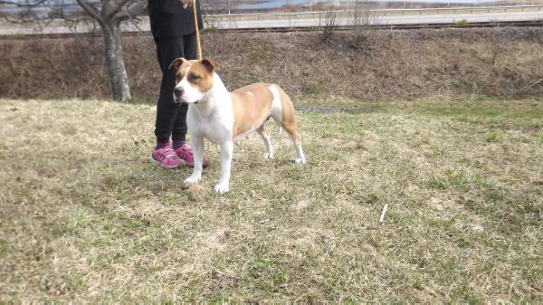 Zican's i'm lovin it | American Staffordshire Terrier 