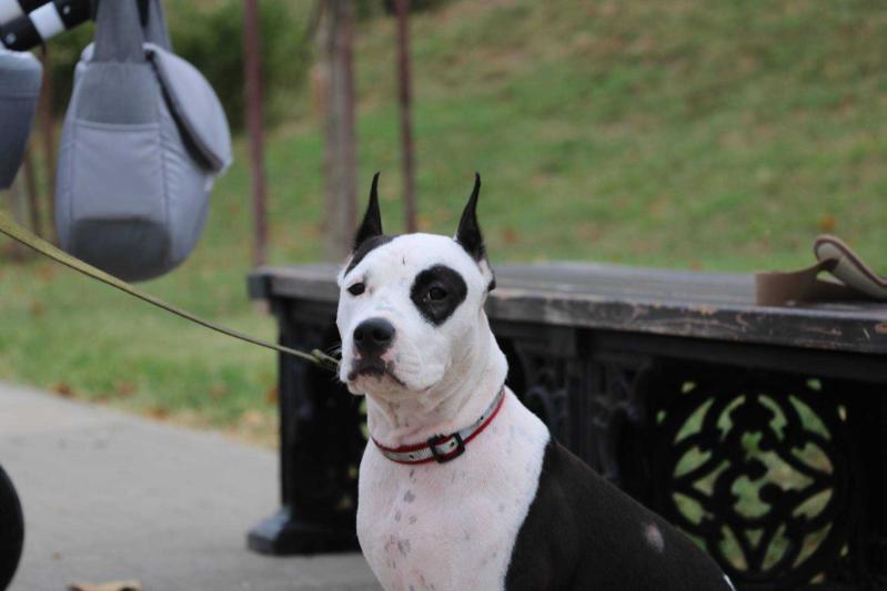 FILADELFIYA SOUZZOLOTYH IZ TERRIER SITI | American Staffordshire Terrier 