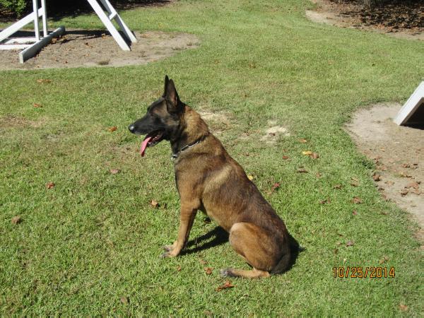 Galefords landry | Belgian Malinois 