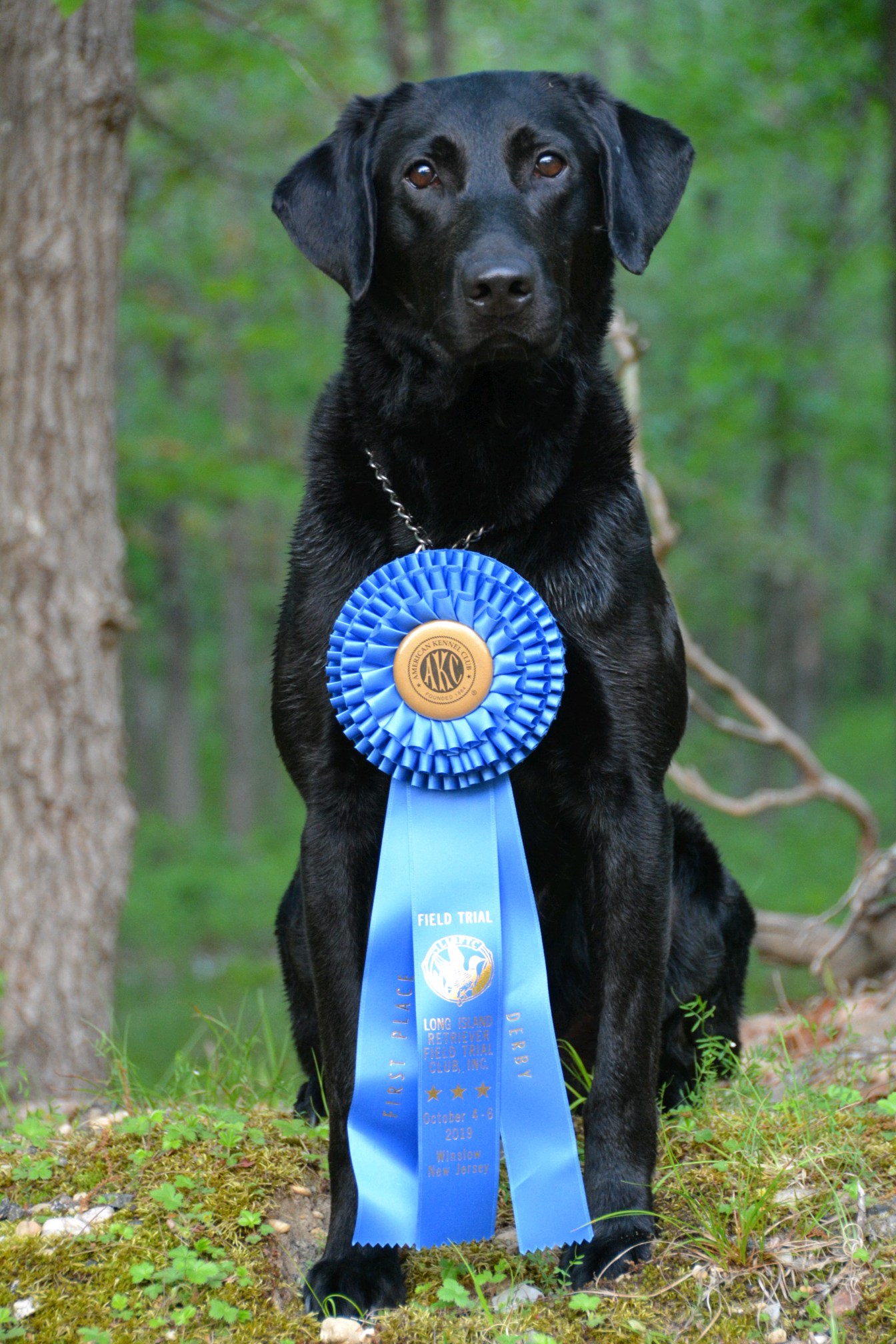 Ransom's Ramblin' Man QA2 | Black Labrador Retriver