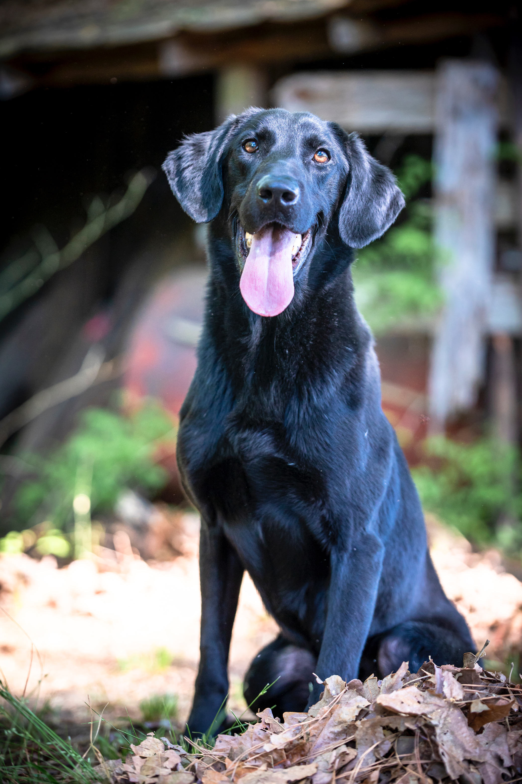 Buffalo Creeks Where There’s Smoke There’s Fire MH | Black Labrador Retriver