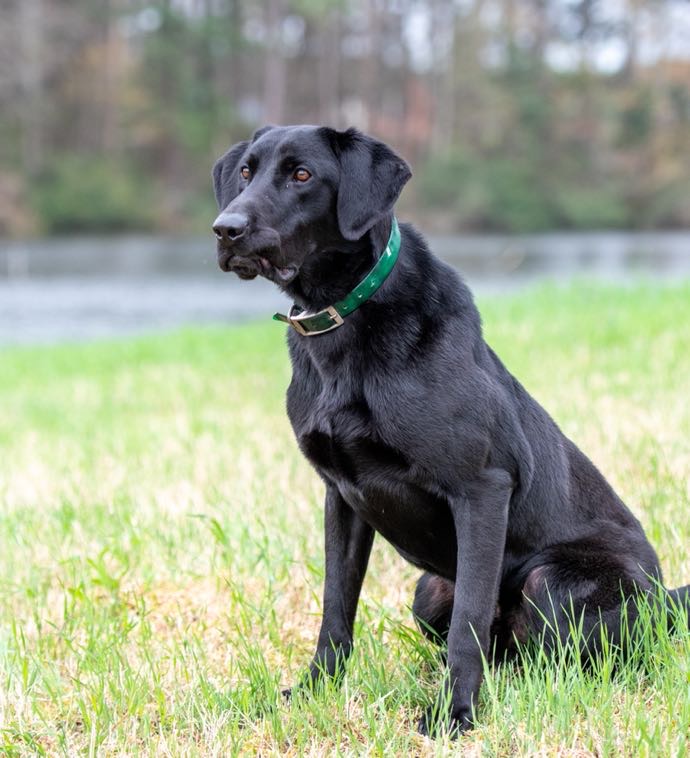 Buffalo Creeks Where There’s Smoke There’s Fire MH | Black Labrador Retriver