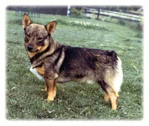 Bodatorp Danne | Swedish Vallhund 