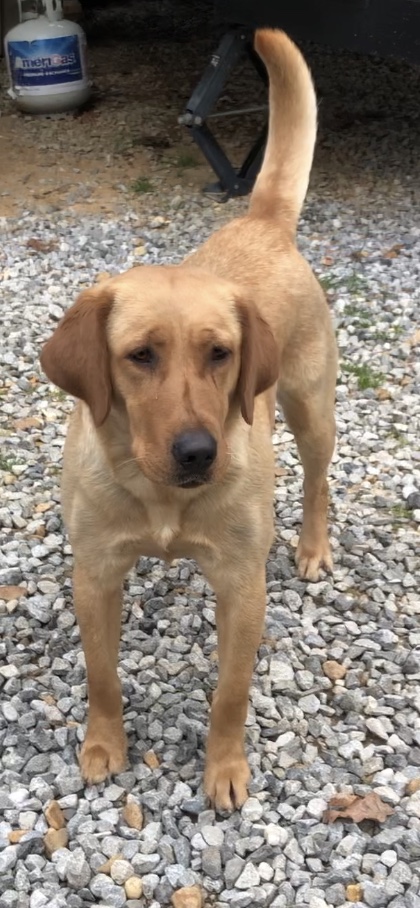 HRCH Mississippi First Class Pilot | Yellow Labrador Retriver