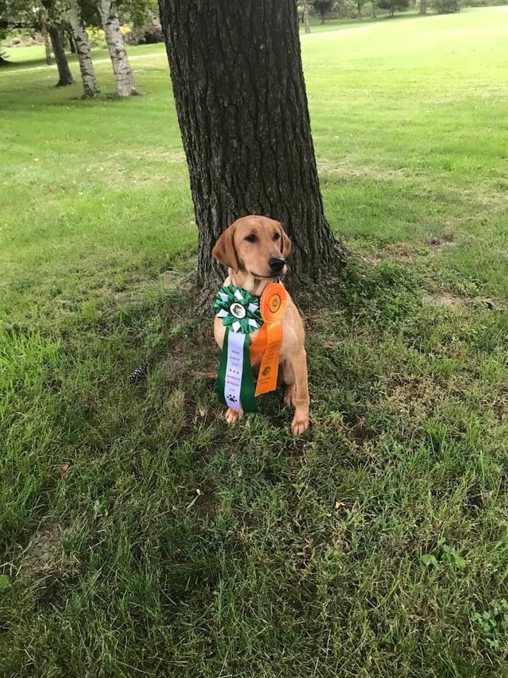 Marshgrass Canada Grizzlys Ivy JR | Yellow Labrador Retriver