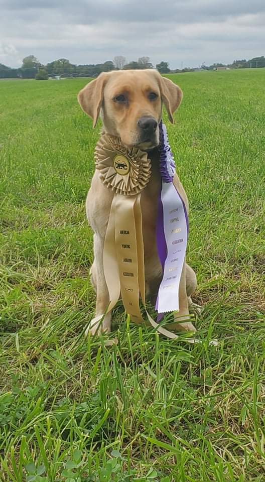 4XGMPR  Waterman Creek's Tyrannothorus Rex SH | Yellow Labrador Retriver