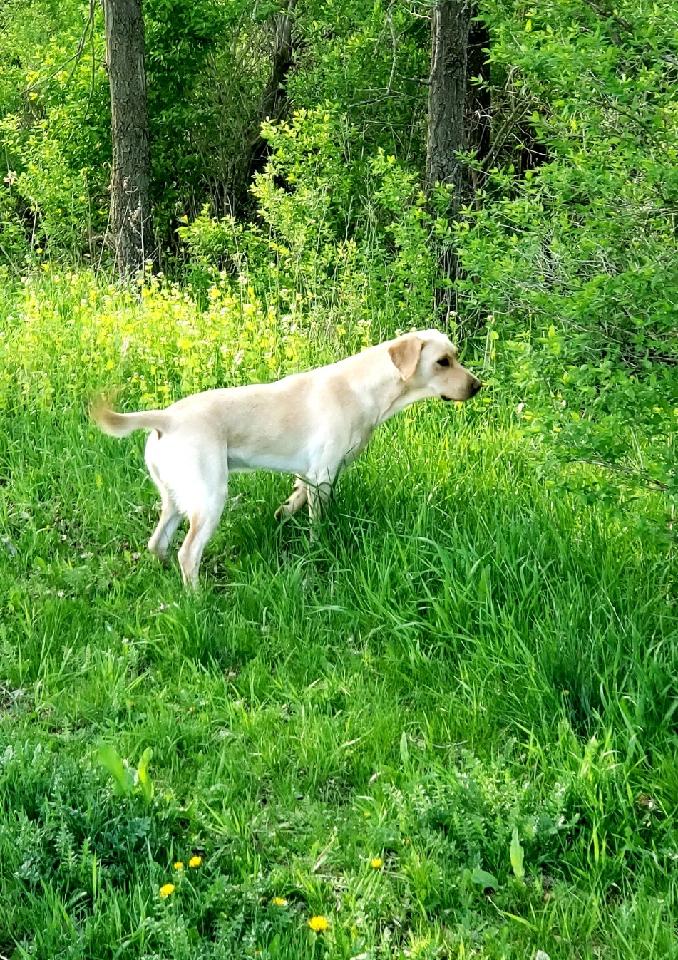 4XGMPR  Waterman Creek's Tyrannothorus Rex SH | Yellow Labrador Retriver