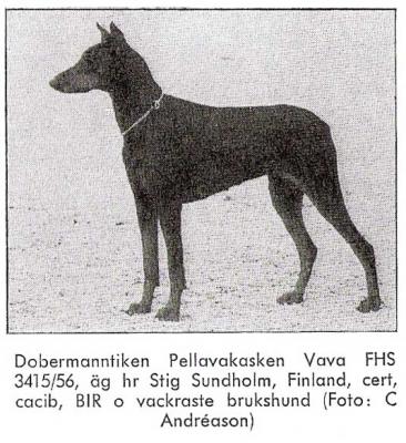 Pellavakasken Vava | Black Doberman Pinscher