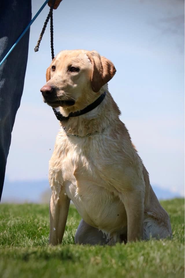 Bcr Long Hollow's Snapshot SH | Yellow Labrador Retriver