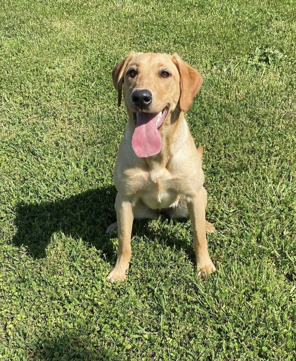 BSR Honey Bun | Yellow Labrador Retriver