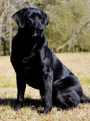 FC AFC  Lanes Lets Get Ready To Rumble Ali | Black Labrador Retriver