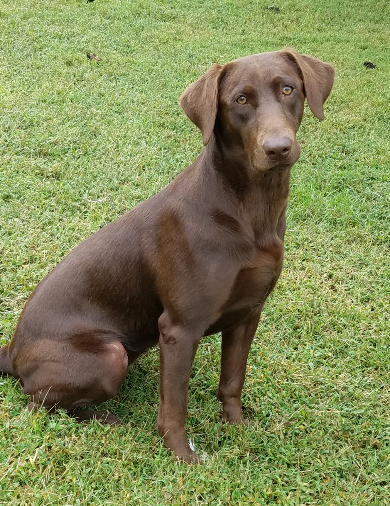 Summit's Some Days Are Diamonds | Chocolate Labrador Retriver