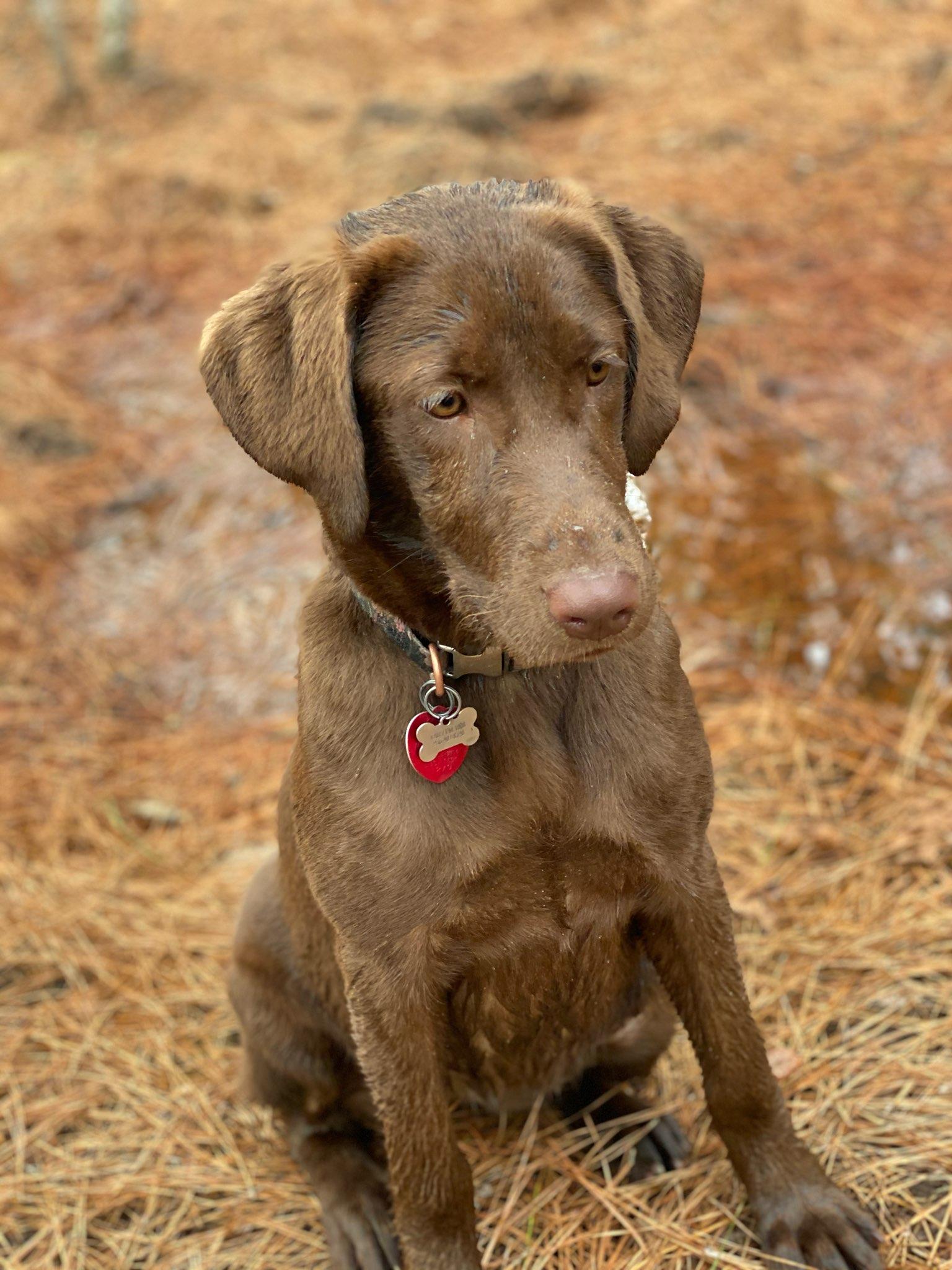 Down South Mocha Latte | Chocolate Labrador Retriver