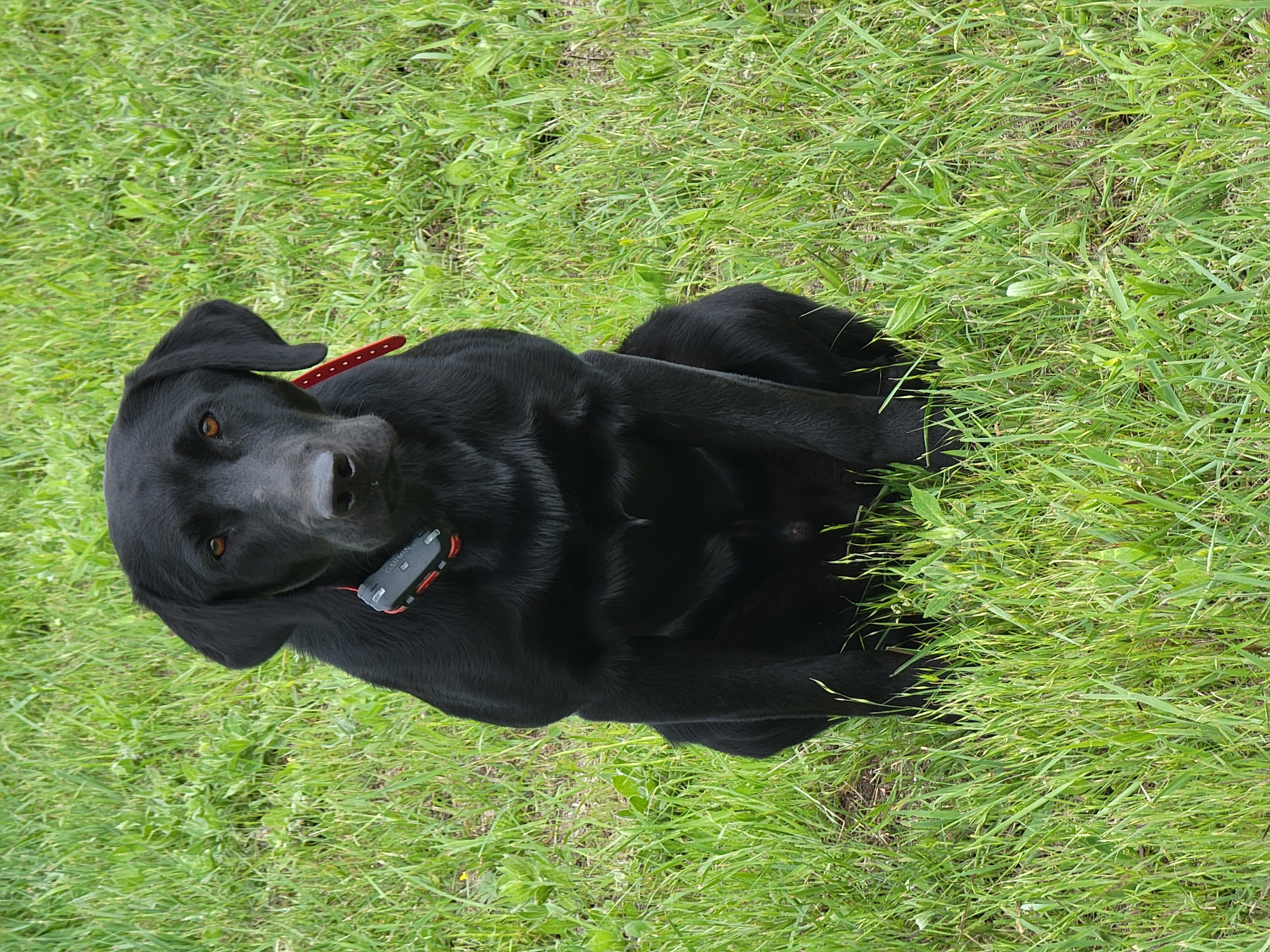 Westy's Rock Chalk Of Ages | UNKN Labrador Retriver