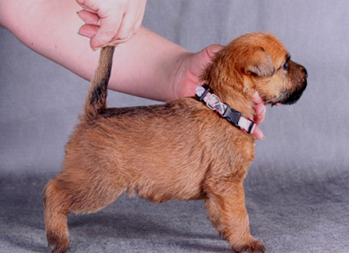 Bon Aquarel North Star At Pennywhistle's | Soft Coated Wheaten Terrier 