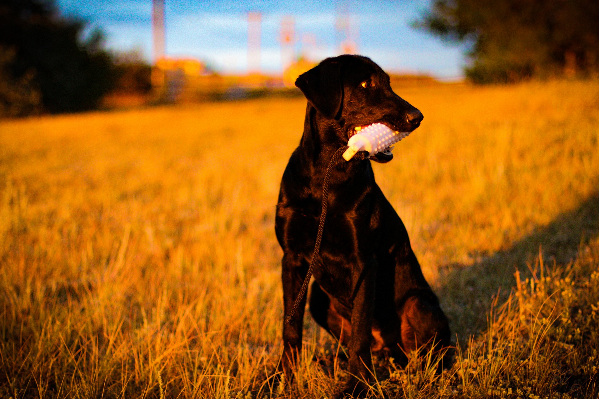 Ducktown's Roux River Jade | Black Labrador Retriver